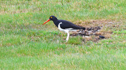 Magellanic Oystercatcher