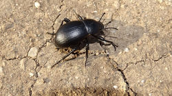 Darkling Beetle