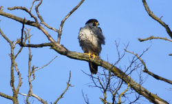 Peregrine Falcon