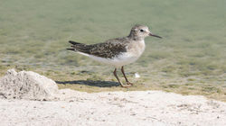 Temminck's Stint