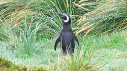 Magellanic Penguin