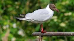 Black-headed Gull