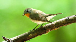 Red-breasted Flycatcher