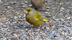 European Greenfinch