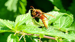 European Hornet