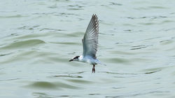 Whiskered Tern