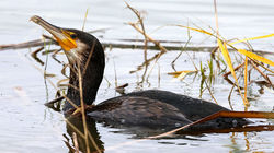 Great Cormorant