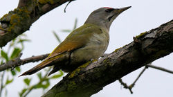 Grey-headed Woodpecker