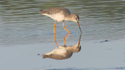 Spotted Redshank