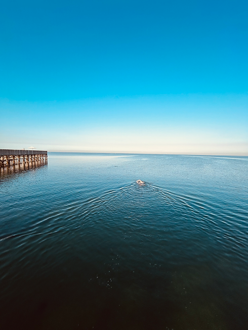 A person swimming in the blue ocean behind a wooden pier.