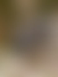 Discovering Digger Bees in New Mexico