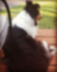 Gus is my working Service Dog, so he tra