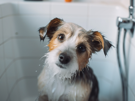 Como Dar Banho No Seu Cachorro em Casa: Guia Completo e Dicas dos Especialistas Para Iniciantes