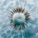Blue dandelion head
