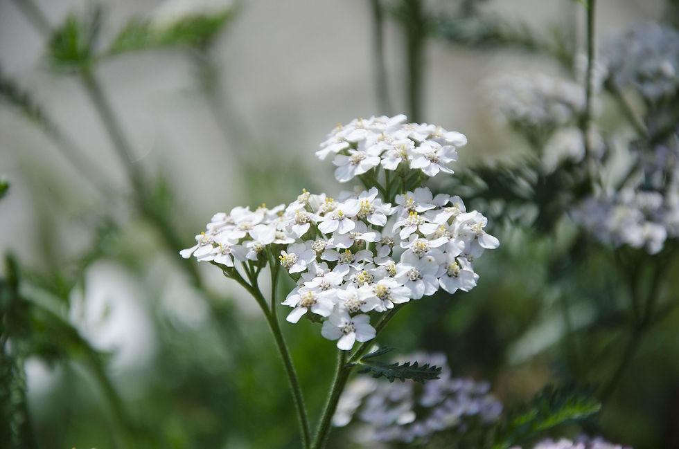 Halloween Herbs yarrow