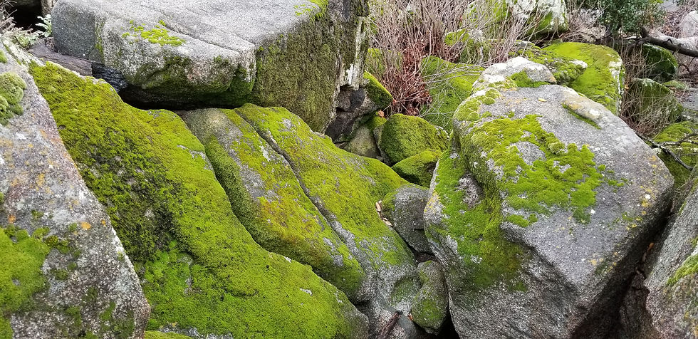 Lichens