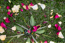 20220827_Nature Mandala 157.jpg