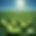 landscape image of tennis balls spread over the grass, blue skies, sunny day, sky is takin