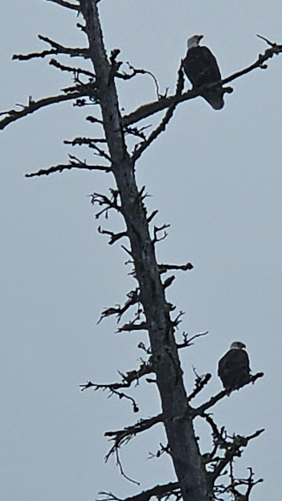 Two eagles John captured on camera at Lake Wenatchee