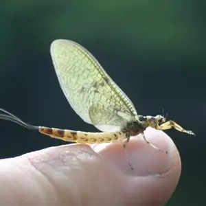 Will Erie’s Mayflies Survive a Warming World?