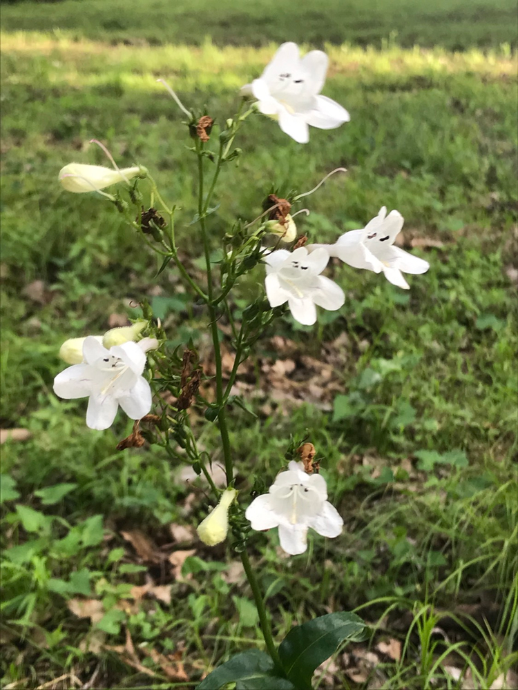 penstemon poisonous to dogs