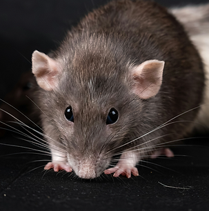 rat.png