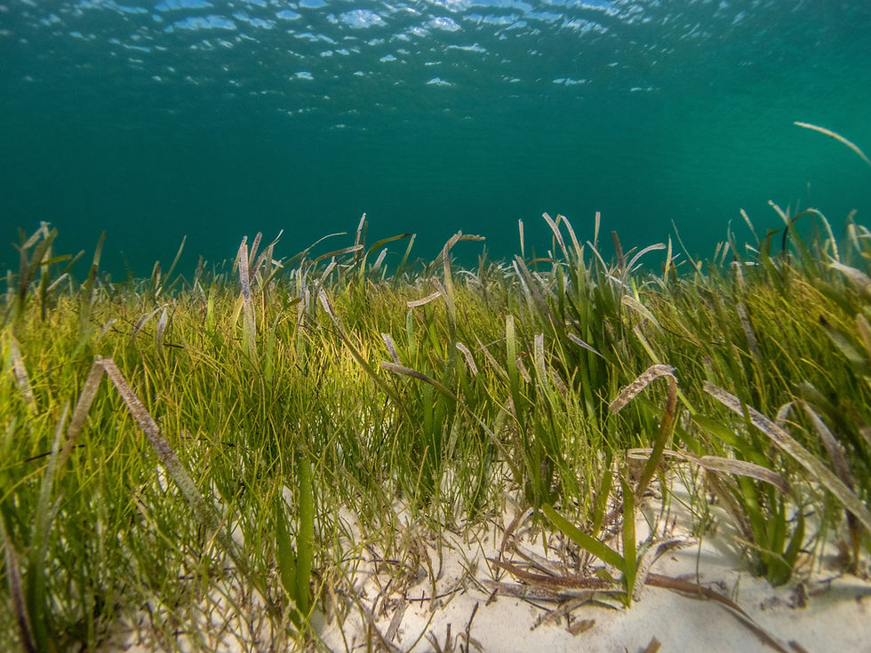 What is Seagrass and Why use it?