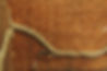 Termite-mud-tube-600x400.jpg