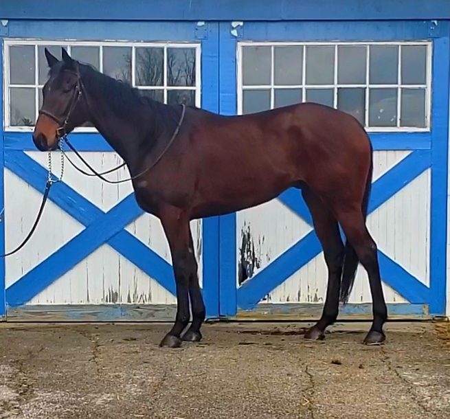 Thoroughbreds For Sale Thoroughbred Sport Horses United States