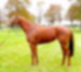 Thelesusaythbetter (KY)-SOLD