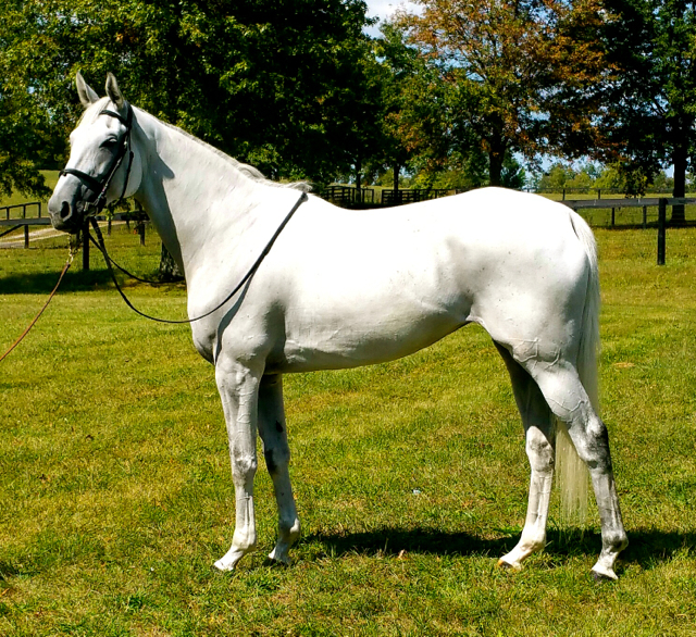 Thoroughbreds For Sale Thoroughbred Sport Horses United States