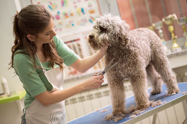 Dog Grooming
