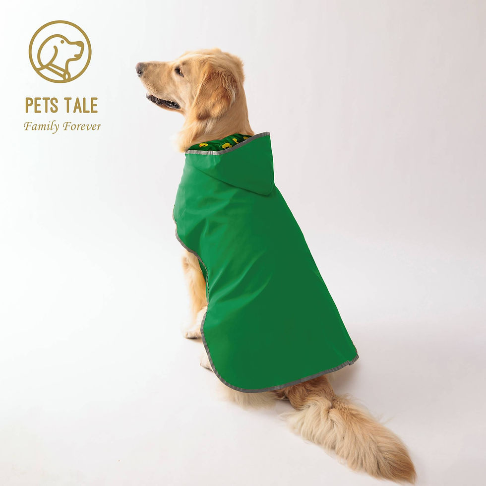 Thumbnail: Golden retriever wearing a reversible green raincoat