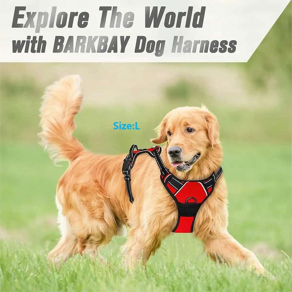 Golden Retriever in a red BARKBAY dog harness outdoors.