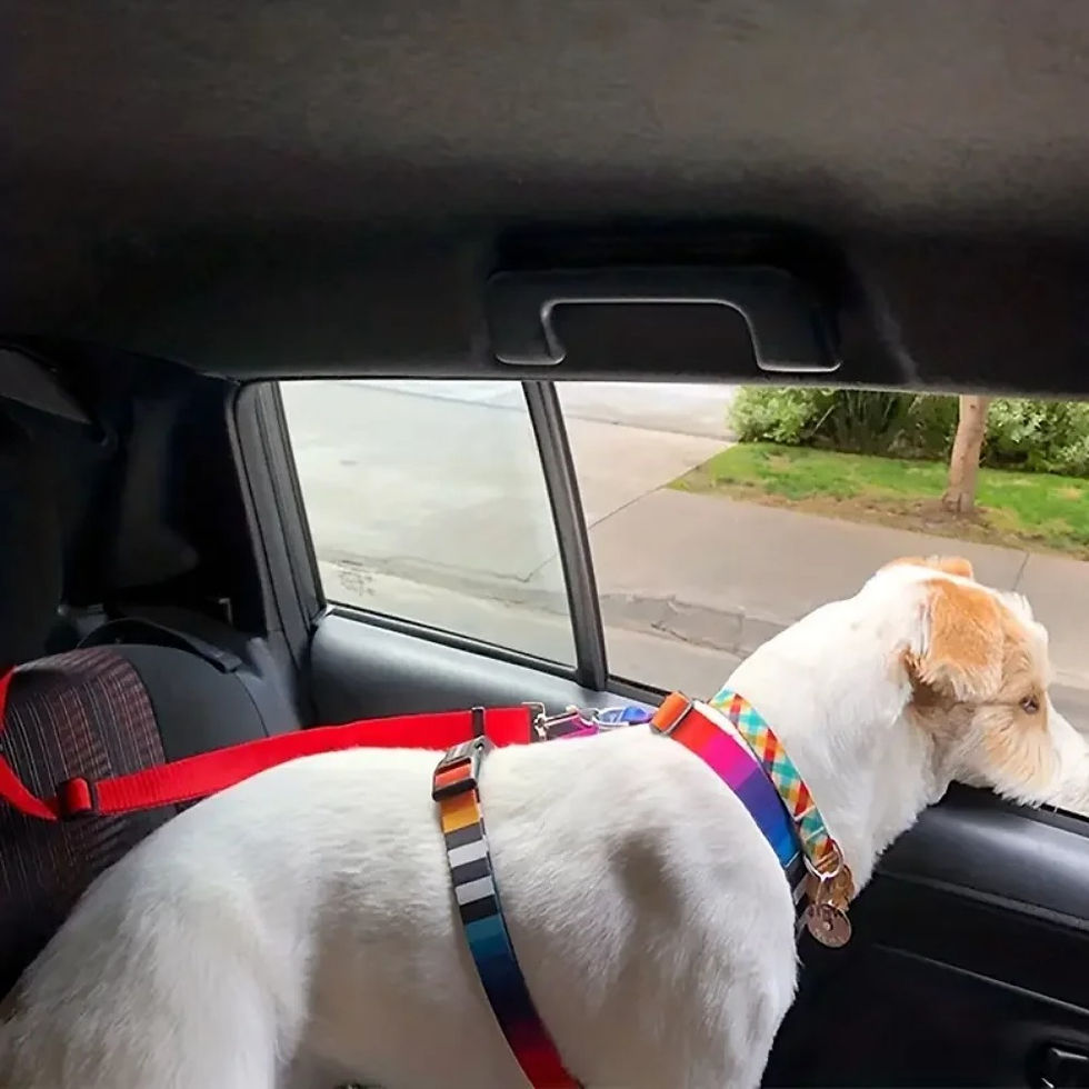 Dog using pet seat belt car headrest restraint