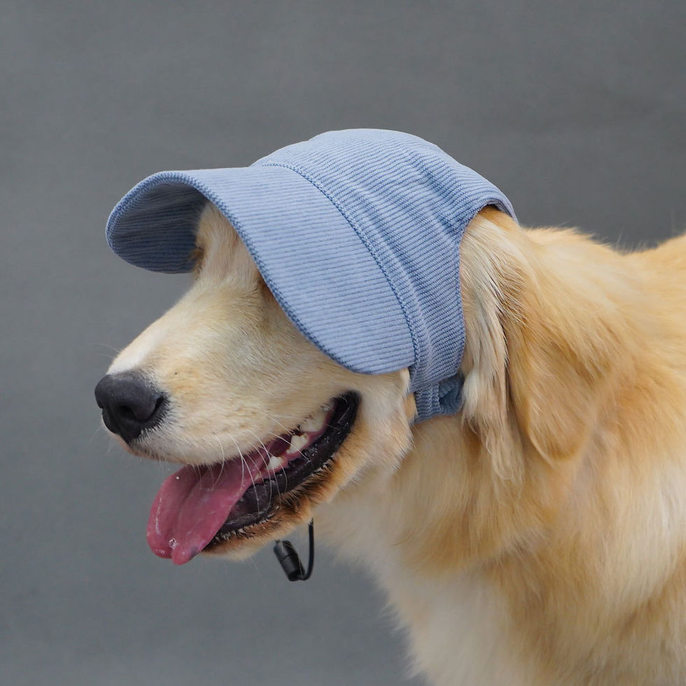 Thumbnail: Golden Retriever wearing a blue corduroy dog baseball cap