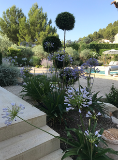 Les agapanthes, fleurs magnifiques 
troènes pompom