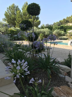 jardin présentant des essences variées : agapanthes, lavandes, lavandins, lauriers roses, pin d'Alep, Chêne vert, mélia, Erable champêtre, troènes pompom, camphrier, pittosporum tobira, troène du japon, romarin, hortensia annabelle, aspidistra, phormium panaché, perowskia, tecrium azuréum, laurier tin, aralia  seiboldii