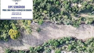 Polícia descobre e queima plantação com cerca de 33 mil pés de maconha em Xique-Xique.