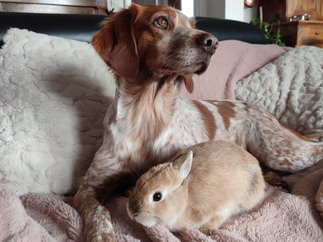 L'encadrement du bien-être animal