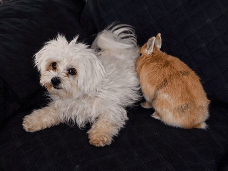Les bienfaits thérapeutiques des animaux comme le chien et le lapin selon la science