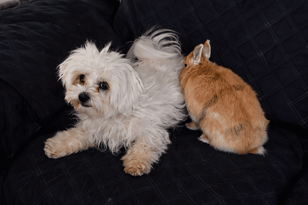 Les bienfaits thérapeutiques des animaux comme le chien et le lapin selon la science