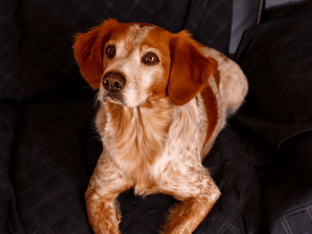 Un chien médiateur épagneul breton allongé sur un canapé noir pour les seniors et les personnes en burn-out