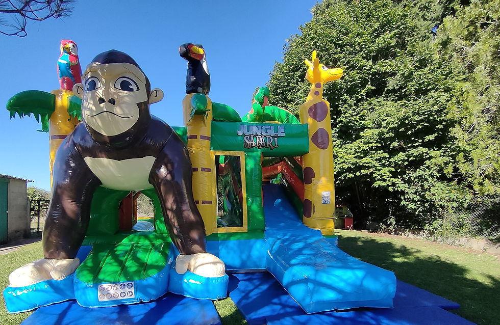 Miniature : Safari singe journée 