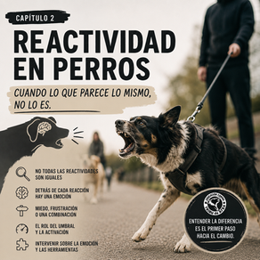 Reactividad en perros (Capítulo 2): Cuando parece lo mismo, pero no lo es.