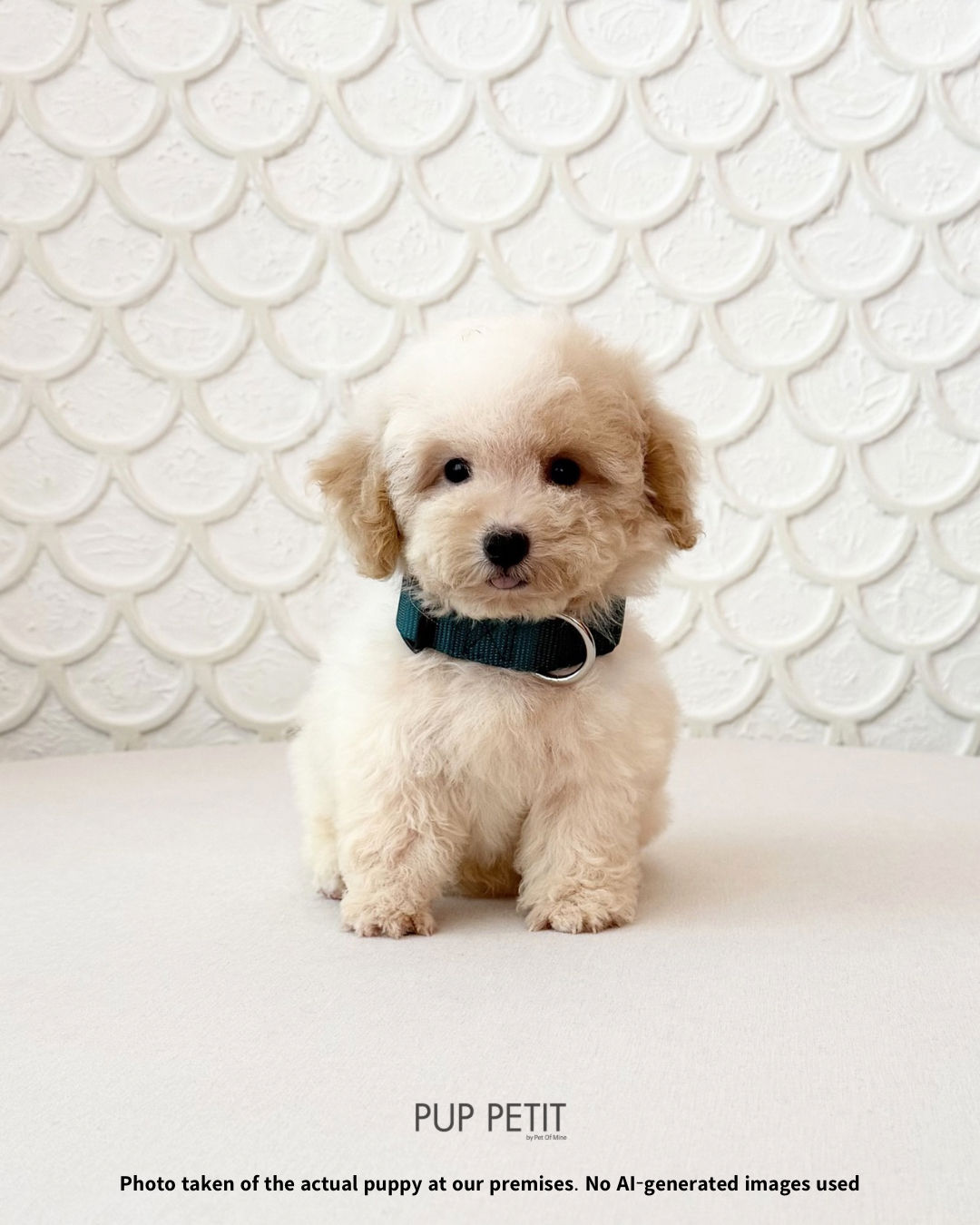 Toy Maltipoo