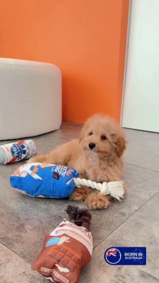 Toy Poodle - Born in Australia 
