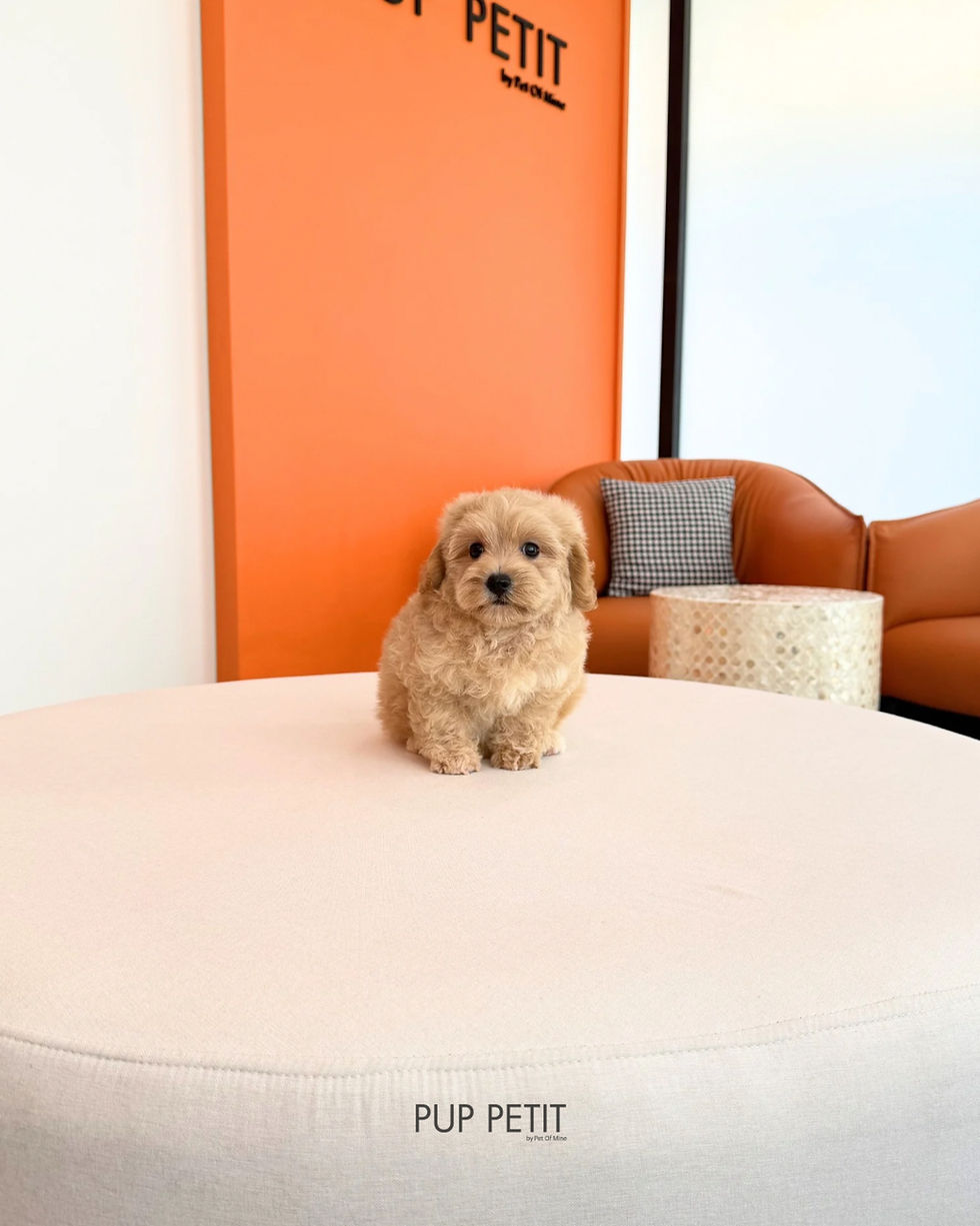 Thumbnail: Toy Cavapoo