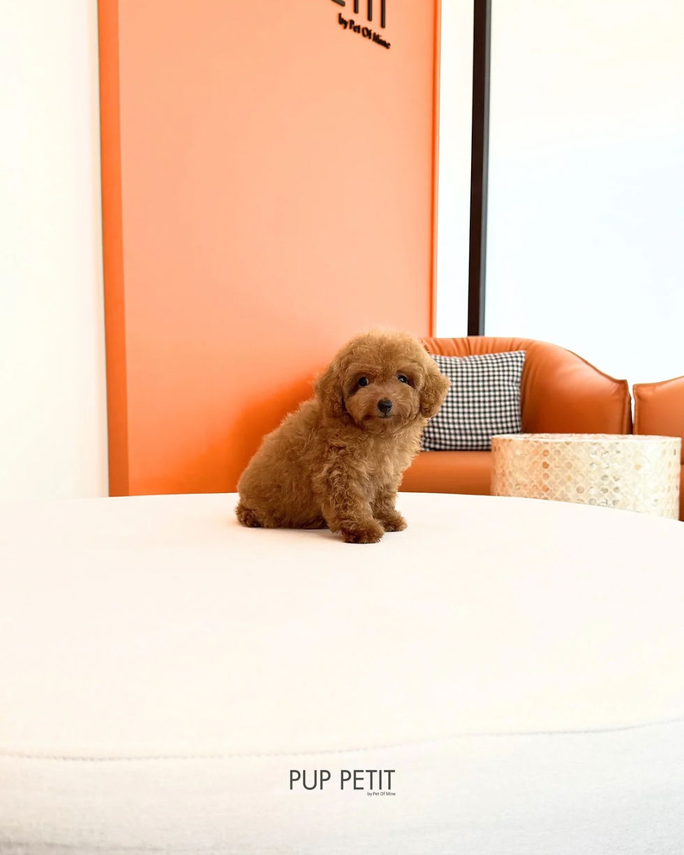 Thumbnail: Tiny Toy Maltipoo