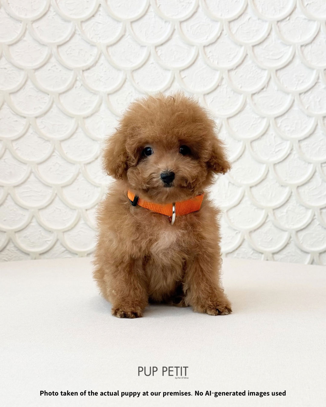 Tiny Maltipoo 
